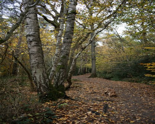 Feet walking on a forest path with autumn leaves